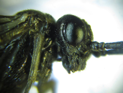 Empria liturata