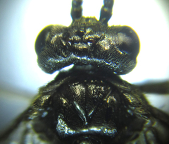 Empria liturata