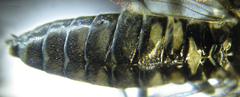 Empria liturata
