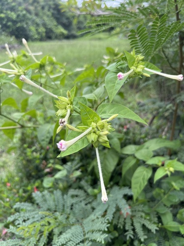 Mirabilis jalapa observed 2026-10-02
