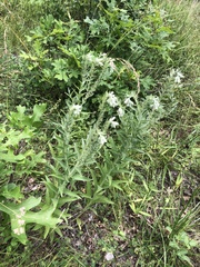 Lithospermum bejariense