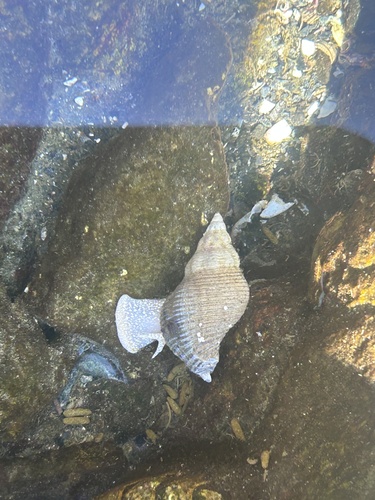 Searlesia observed 2026-10-04
