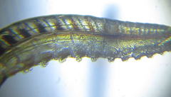 Empria liturata