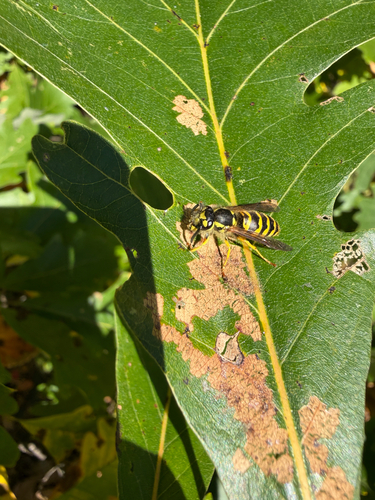Eastern Yellowjacket