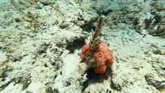 Dragmacidon lunaecharta