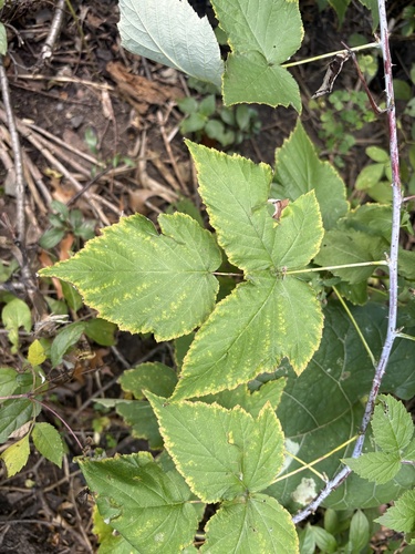 black raspberry