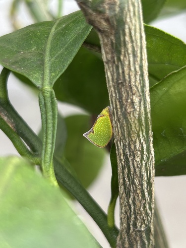 Salurnis marginella, 2026-10-05