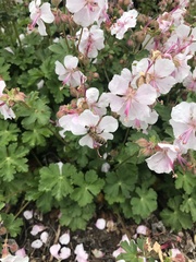 Geranium macrorrhizum