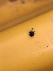 Cionus scrophulariae