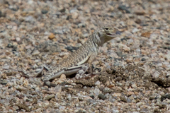 Callisaurus draconoides rhodostictus