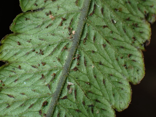 Hoiokula sandwicensis observed 2026-10-04