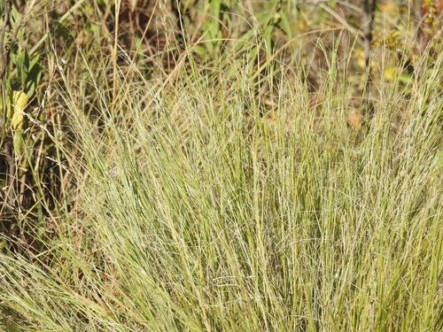 Muhlenbergia cuspidata observed 2026-10-03
