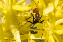 Endiodioctes