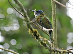 Galbula chalcothorax