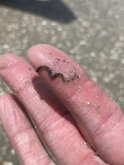 Phyllodocida