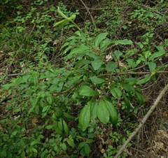 Prunus spinosa