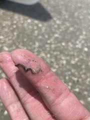 Phyllodocida