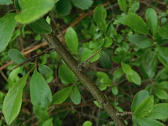 Prunus spinosa