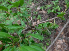 Prunus spinosa