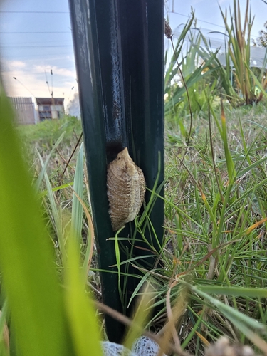 European Mantis
