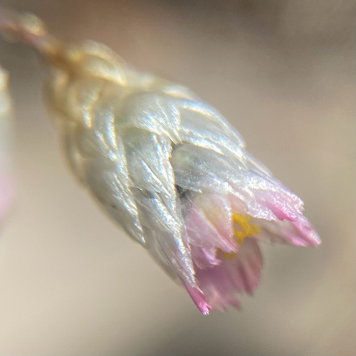 Rhodanthe manglesii, 2026-09-29