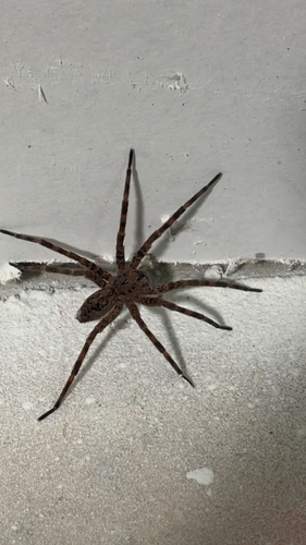 Dark Fishing Spider