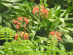 Caesalpinia pulcherrima