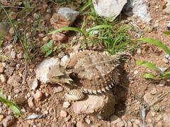 Phrynosoma asio