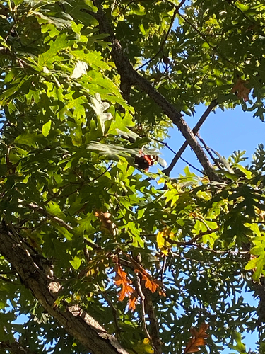 Red Admiral