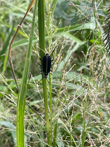Epicauta cinerea