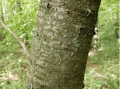 Prunus avium