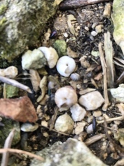 Xeroplexa intersecta