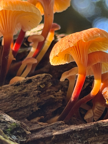 Xeromphalina campanella