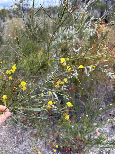 Acacia extensa observed 2026-10-04