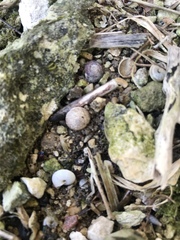 Xeroplexa intersecta