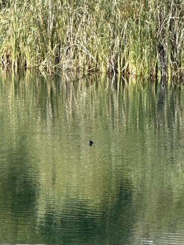American Coot