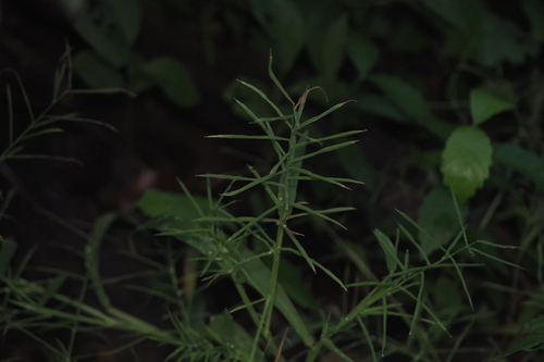 Paspalum repens observed 2026-10-04