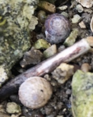 Xeroplexa intersecta