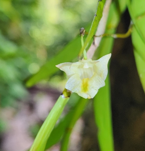 Dendrobium goldfinchii observed 2026-10-05
