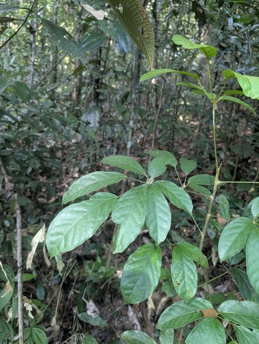Didymopanax morototoni, 2026-10-02