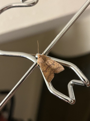 Bicolored Sallow