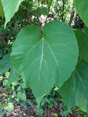 Vernicia fordii