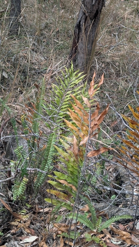 Drynaria rigidula observed 2026-10-05