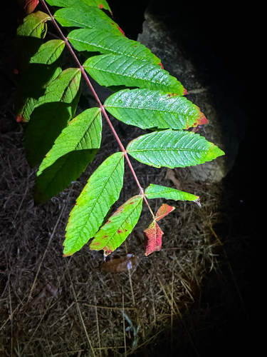 smooth sumac