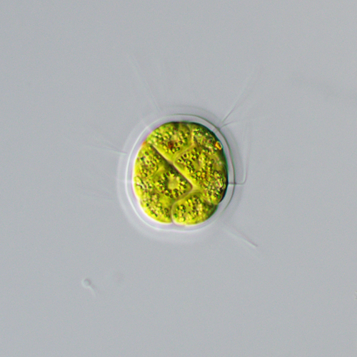 Morum observed 2026-10-03
