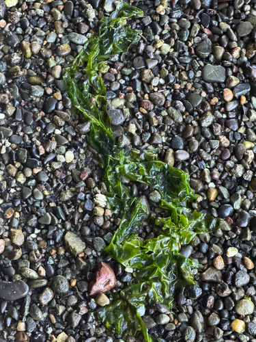 Ulva fenestrata