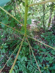 Vernicia fordii