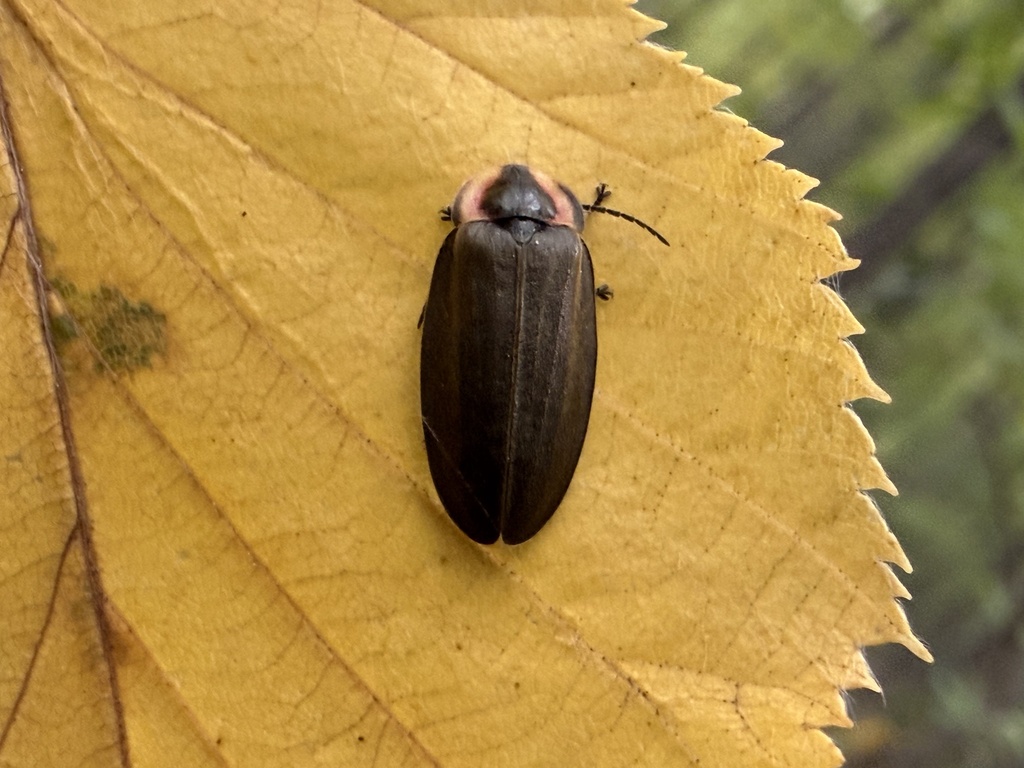 Winter Firefly
