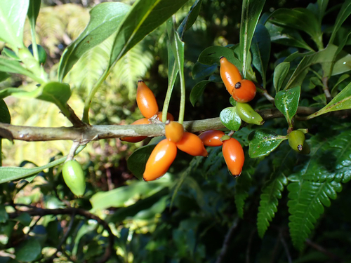 Coprosma rhynchocarpa observed 2026-10-04