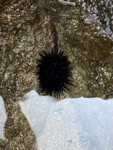 Echinometra oblonga observed 2026-10-04